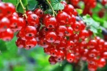 RedCurrants